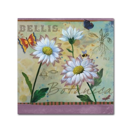 Fiona Stokes-Gilbert 'Bellis Botanica' Canvas Art,24x24